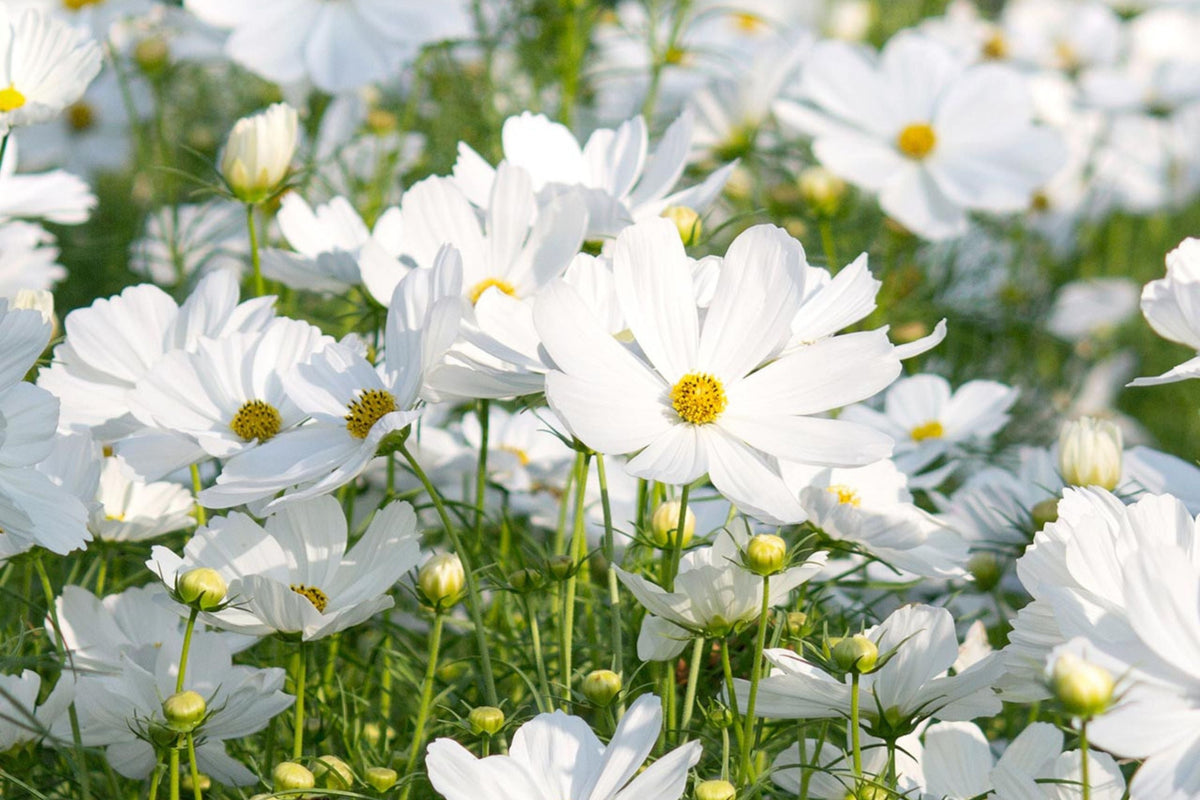 Purity Cosmos Seeds - Cosmos bipinnatus White Flowers, Fast-Growing, 3-5 Feet Tall, Pollinator & Cut Flower Seeds, USDA Zones 2-10