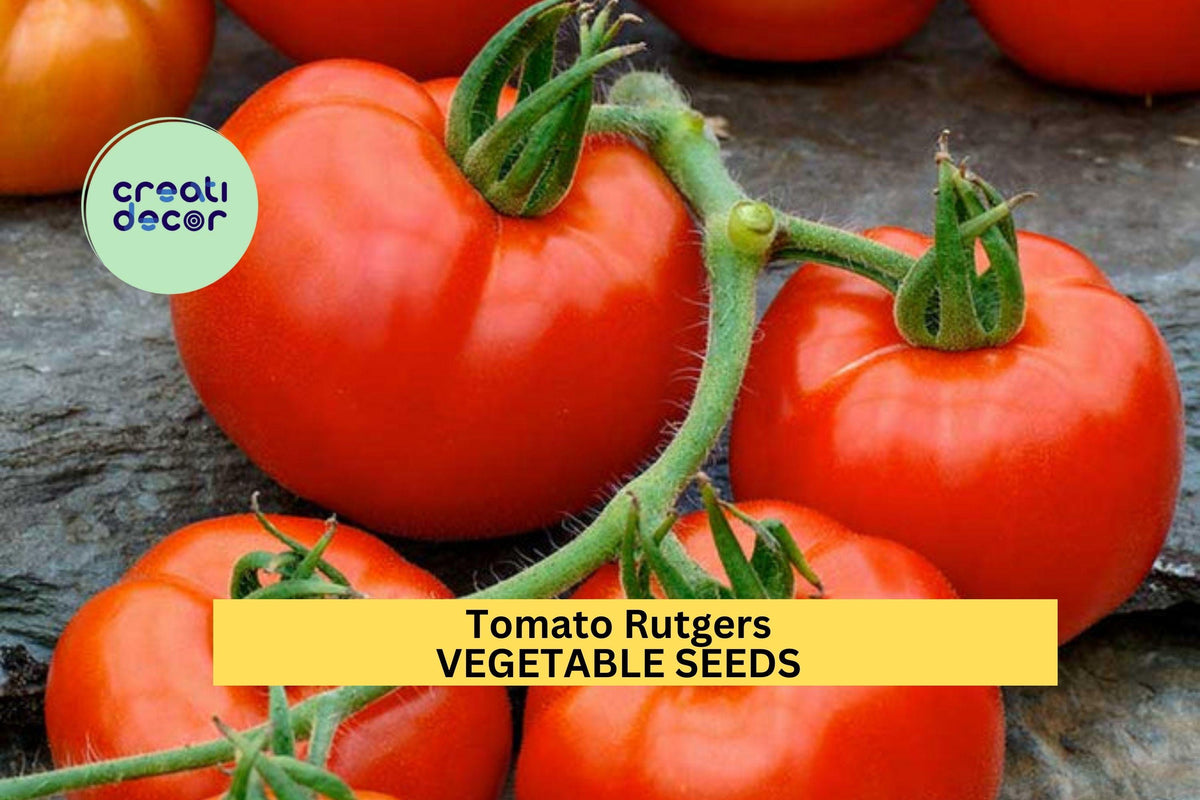 3pcs Tomato Rutgers Seeds – Heirloom, Juicy Red, Determinate, Solanum lycopersicum