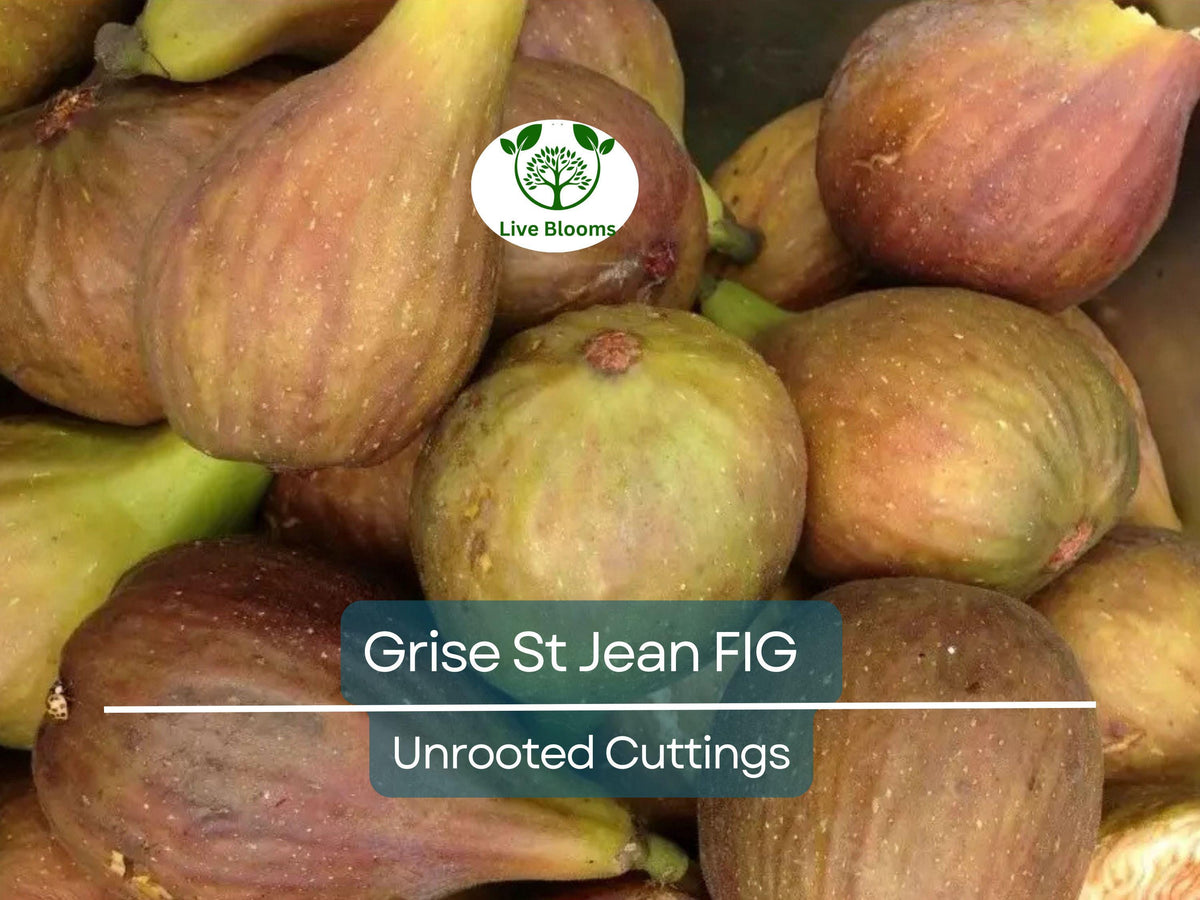 Unrooted Fig Tree Cuttings 6-8" Grise St Jean Early Fruit Tasting Figs Propagation Plant