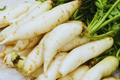 Daikon Radish Seeds | Japanese Minowase Variety | Non-GMO Raphanus sativus | Crisp, Mild Flavor, Fast-Growing