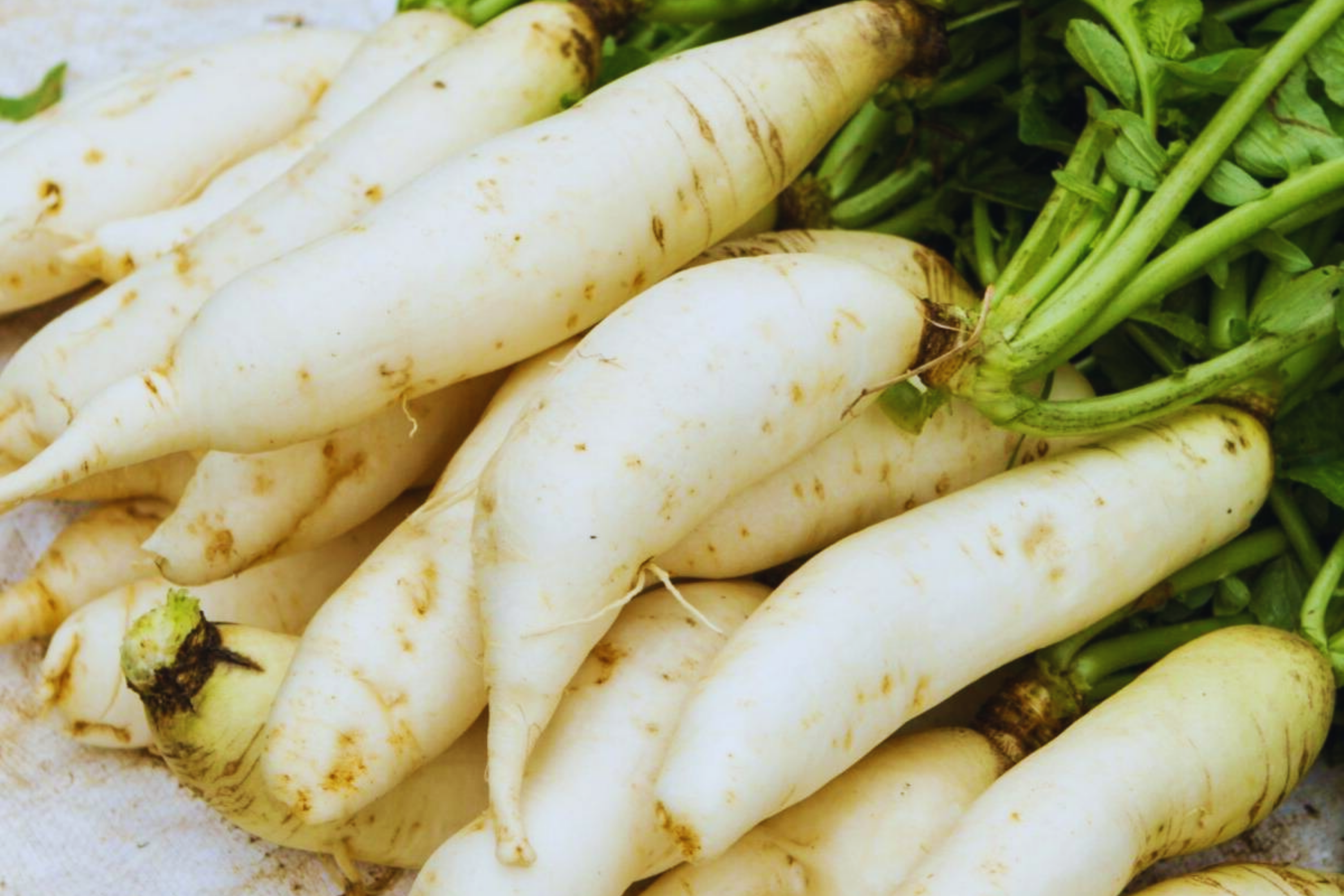 Daikon Radish Seeds | Japanese Minowase Variety | Non-GMO Raphanus sativus | Crisp, Mild Flavor, Fast-Growing