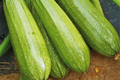 Zucchini Seeds Grey Summer Squash Calabacita Cucurbita pepo, Bush-Type, Compact, Edible, Mexican Squash