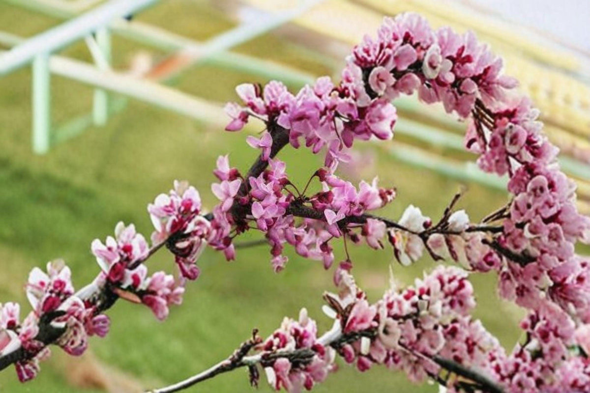 10 Seeds Cercis gigantea Giant Redbud Tree Ornamental Pink Flowering Tree Pollinator Attracting