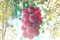 Shinano Smile Grape Vine - Live Vitis vinifera ‘Shinano Smile’ Fruit Plant for Garden or Vineyard