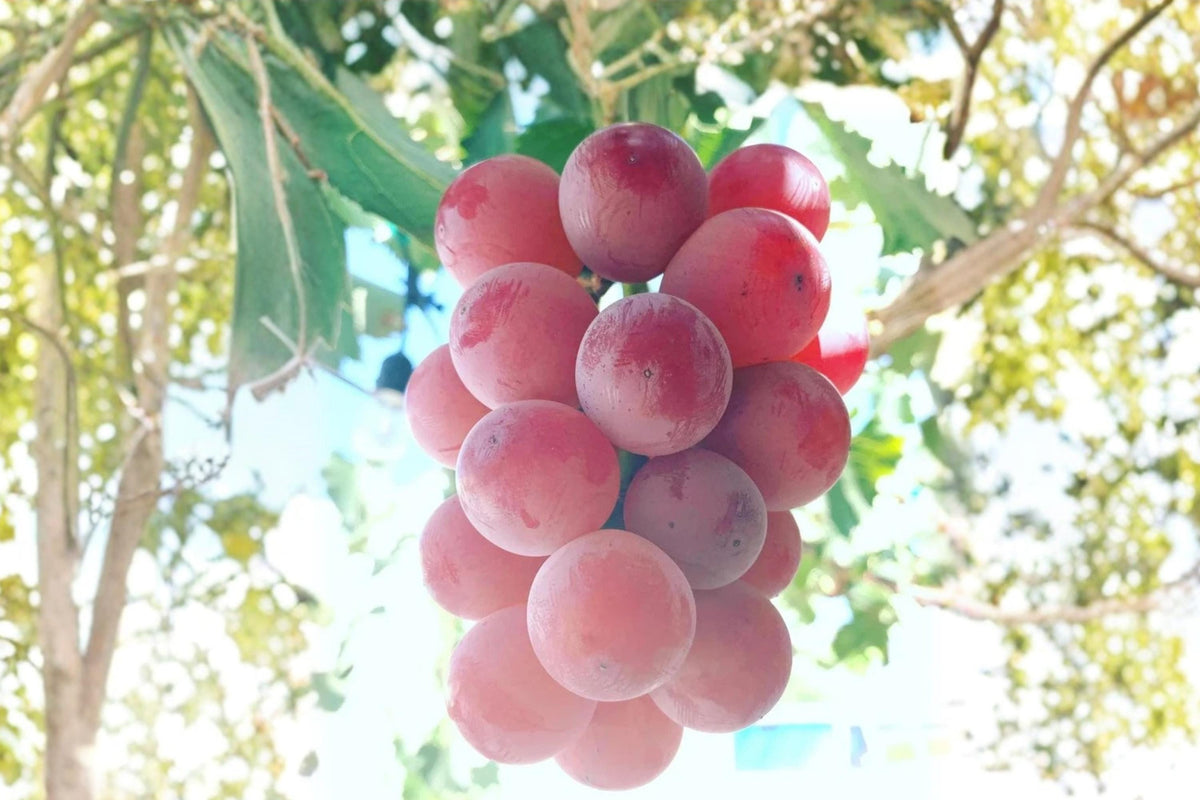 Shinano Smile Grape Vine - Live Vitis vinifera ‘Shinano Smile’ Fruit Plant for Garden or Vineyard