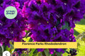 Rhododendron ‘Florence Parks’ Live Rooted Starter Plant - Evergreen Shrub with Purple Spring Blooms, Acidic Soil, Partial Shade