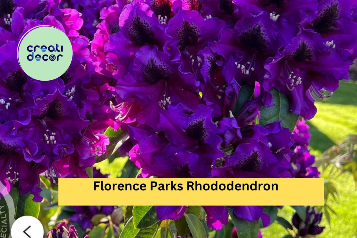 Rhododendron ‘Florence Parks’ Live Rooted Starter Plant - Evergreen Shrub with Purple Spring Blooms, Acidic Soil, Partial Shade