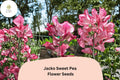 Jacko Sweet Pea Seeds | Lathyrus odoratus Red Climbing Vine for Gardens | 50+ Untreated Flower Seeds