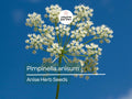 Anise Herb Seeds 250mg – Pimpinella anisum, Aromatic Edible Heirloom Seeds for Culinary, Tea & Baking
