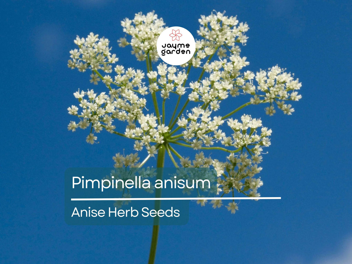Anise Herb Seeds 250mg – Pimpinella anisum, Aromatic Edible Heirloom Seeds for Culinary, Tea & Baking