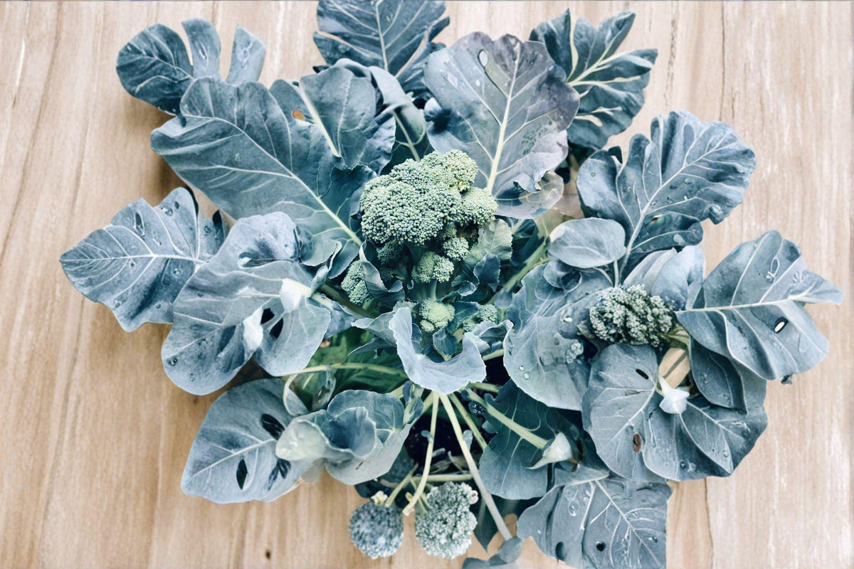Broccoli Seeds | Green Sprouting Calabrese | Italian Heirloom | Side-Shoot, Continuous Harvest | Brassica oleracea
