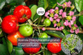Acerola Fruit Tree Starter Plant – 2’-3’ Tall, Barbados Cherry, Vitamin C Rich, Tropical Malpighia emarginata