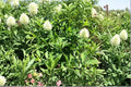 Berseem Clover Seeds | Trifolium alexandrinum | Cover Crop for Soil Fertility & Forage | Nitrogen-Fixing, Open-Pollinated, Non-GMO