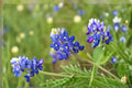 Texas Bluebonnet Seeds – Lupinus texensis Wildflower for Pollinator Gardens, Native Landscaping, 1 Gram