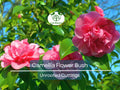 Unrooted Camellia japonica Cuttings – 5 Fresh 6-8 Inch Flowering Shrubs for Propagation, Hedges, Garden, Landscape