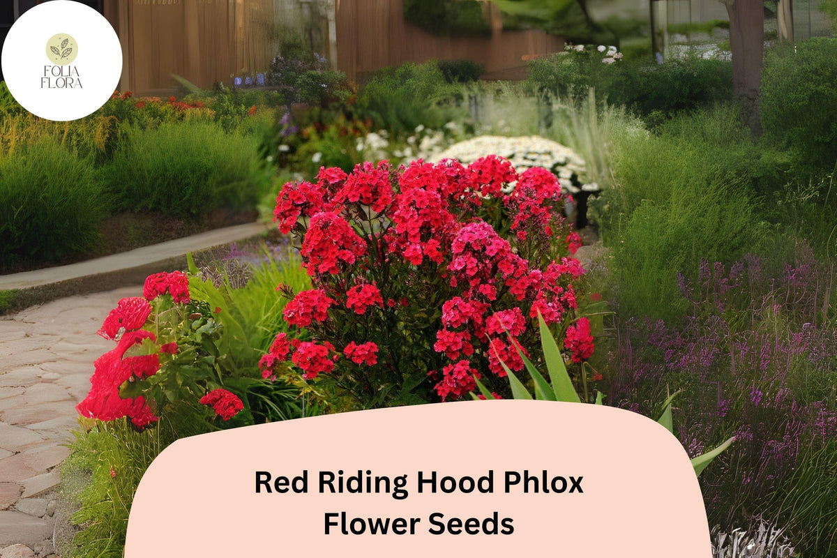 Red Riding Hood Phlox Seeds – Bright Red Perennial Flower Seeds for Borders, Pollinator Gardens, and Cut Flowers | Phlox paniculata