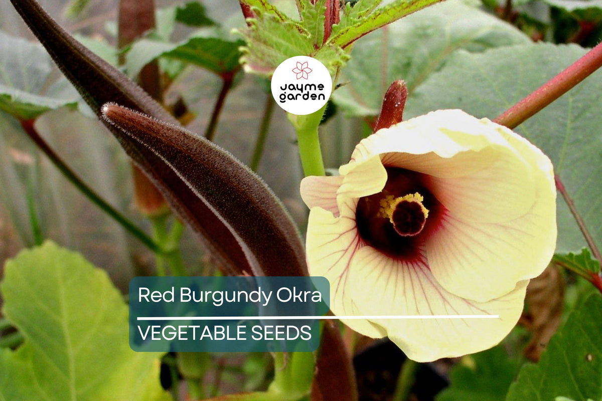 Red Burgundy Okra Seeds – Non-GMO Heirloom Vegetable Seeds for Home Garden, Up to 8-Inch Pods, Pollinator-Friendly, USA Seller