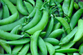 Sugar Snow Pea Seeds - Non-GMO Melting Sugar Variety, Pisum sativum, Bush-Type, Compact, Edible Pods, Cool Weather Garden Seeds