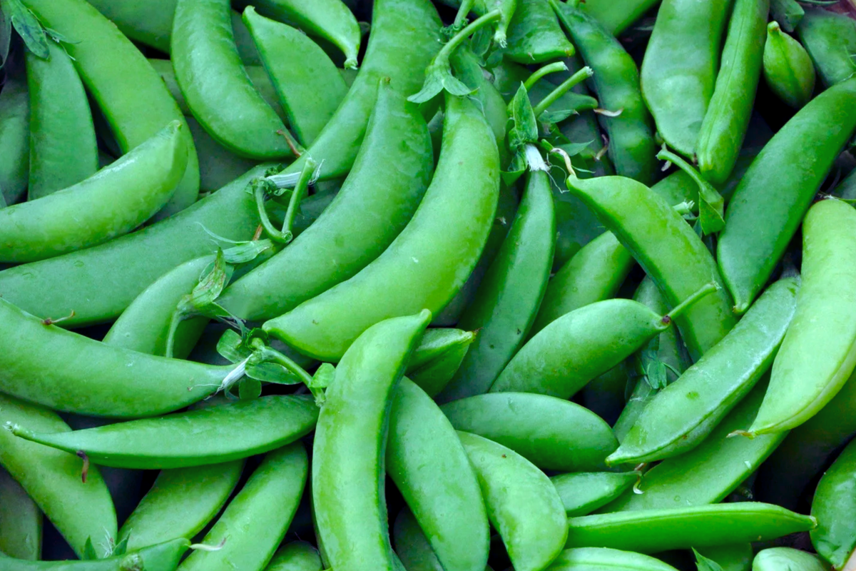 Sugar Snow Pea Seeds - Non-GMO Melting Sugar Variety, Pisum sativum, Bush-Type, Compact, Edible Pods, Cool Weather Garden Seeds