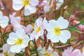 Pale Evening Primrose Seeds Oenothera pallida 8-20 Inches Tall Fragrant White to Pale Pink Blooms Pollinator Magnet