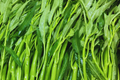 Thai Water Spinach Seeds 100g Ipomoea aquatica Ching Quat Ong Choy Water Spinach for Gardening