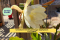 Epiphyllum Crenatum 'Chichicastenango' Orchid Cactus Cuttings – Night-Blooming Succulent for Pots & Hanging Baskets