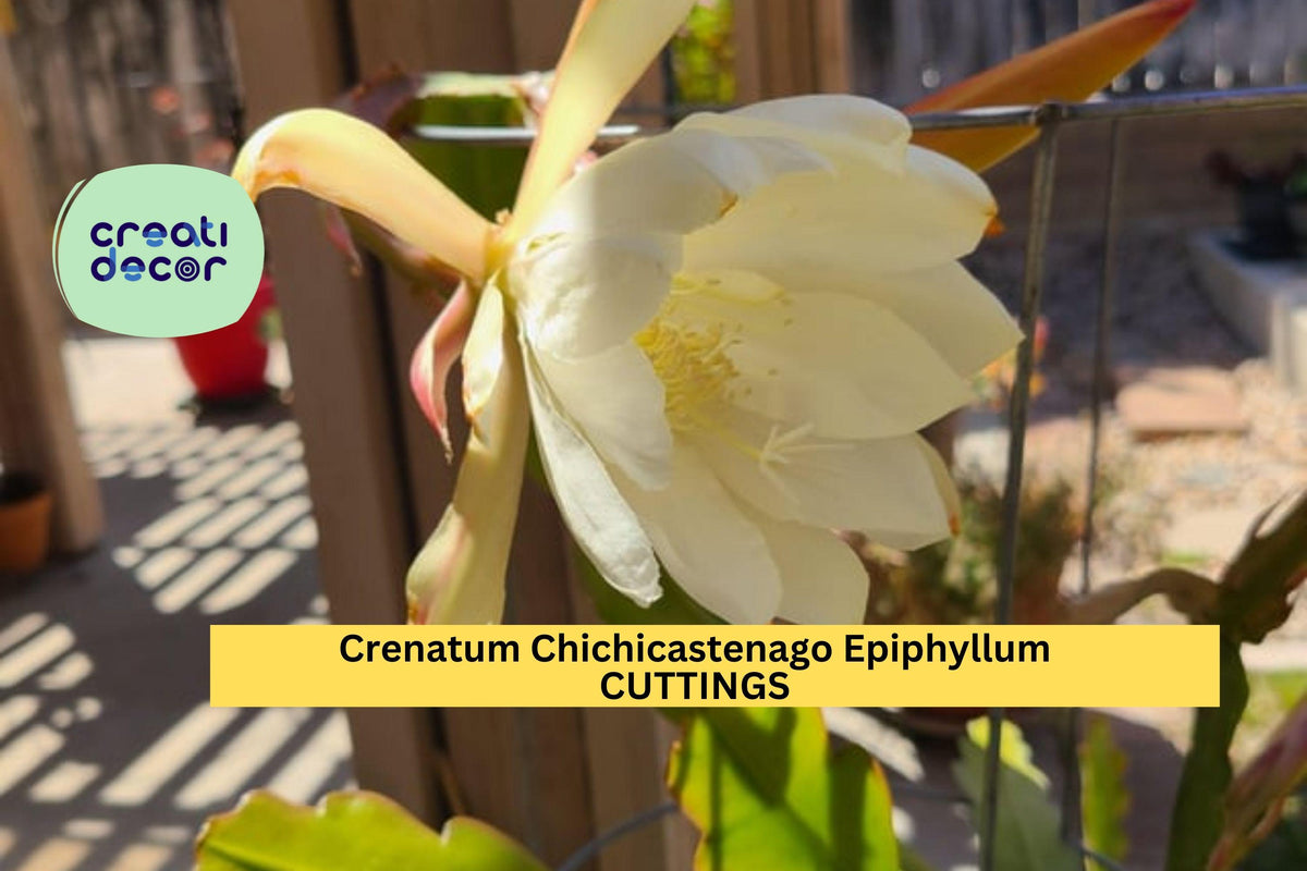 Epiphyllum Crenatum 'Chichicastenango' Orchid Cactus Cuttings – Night-Blooming Succulent for Pots & Hanging Baskets
