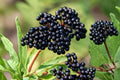 American Black Elderberry Seeds – Sambucus canadensis Native Shrub for Wildlife, Hedgerows & Native Gardens, 100 Seeds
