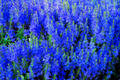 Speedwell Seeds - Veronica Teucrium Royal Blue Flower Seeds for Garden, Borders, Rock Gardens, Containers