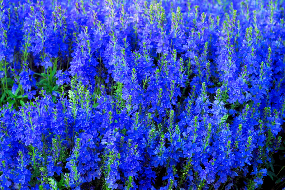 Speedwell Seeds - Veronica Teucrium Royal Blue Flower Seeds for Garden, Borders, Rock Gardens, Containers