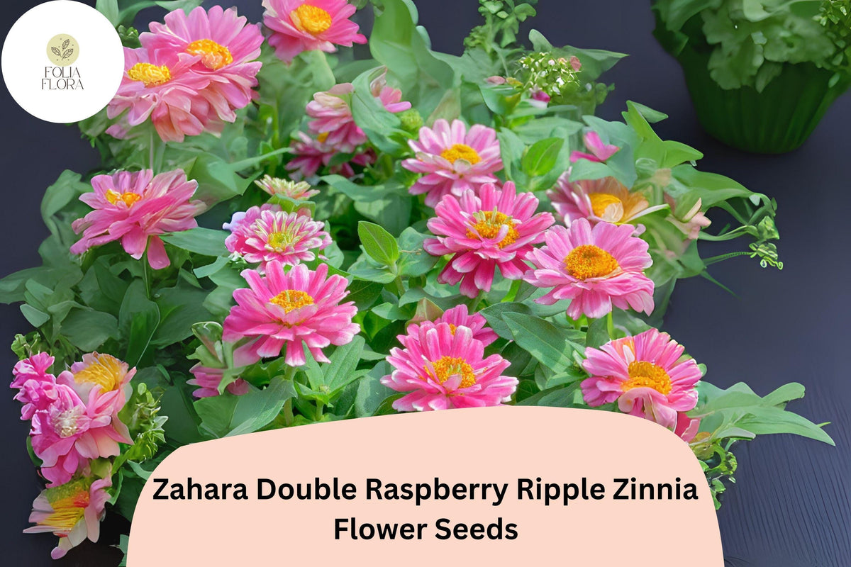 Zinnia Seeds 100+ Zahara Double Raspberry Ripple Pink & White Bi-Color Flowers for Garden & Containers Zinnia marylandica