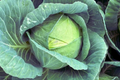 Hybrid Wakamine Green Cabbage Seeds - Brassica oleracea var. capitata, Compact, Full Sun, High-Yield Seed Packets