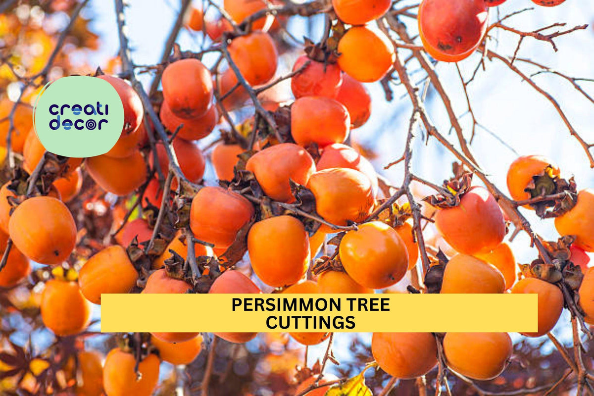 Persimmon Tree Cuttings – Unrooted Hardwood Scions for Grafting or Rooting | Diospyros spp. for Orchards & Gardens