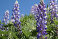Arroyo Lupine Seeds - Lupinus succulentus, Purple-Blue & White Blooms, Drought Tolerant, Wildflower, Pollinator Magnet, USDA Zones 3-9