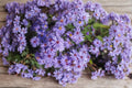 Heart-leaved Aster Seeds – 500 Native Perennial Wildflower for Pollinator Gardens & Meadows (Symphyotrichum cordifolium)
