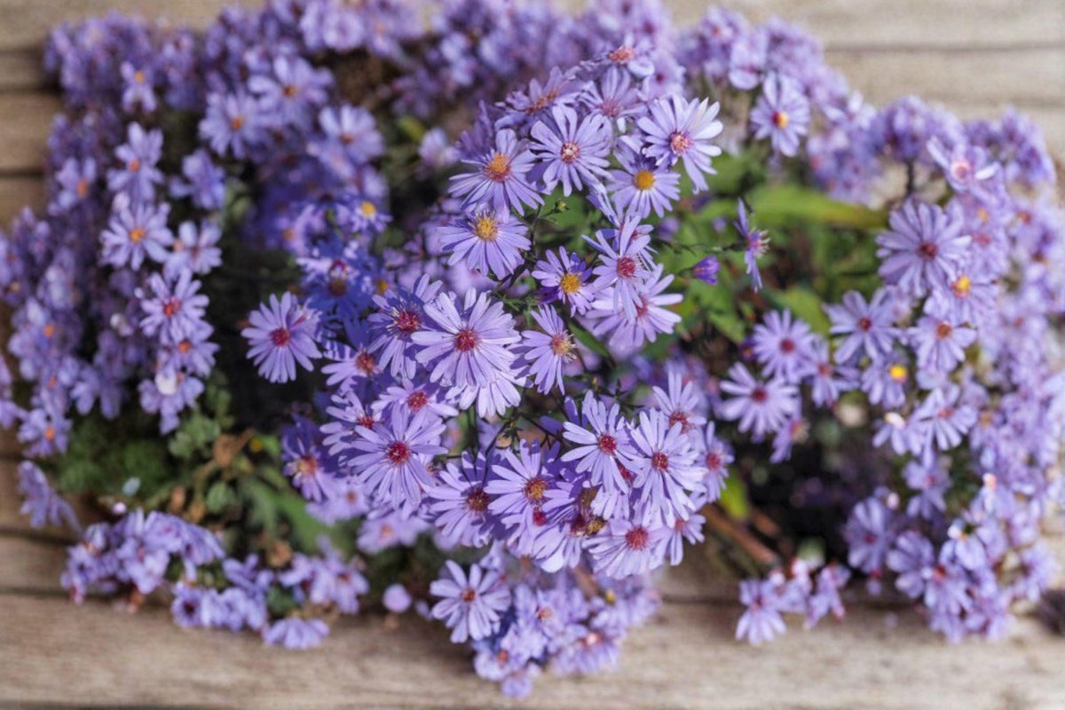 Heart-leaved Aster Seeds – 500 Native Perennial Wildflower for Pollinator Gardens & Meadows (Symphyotrichum cordifolium)