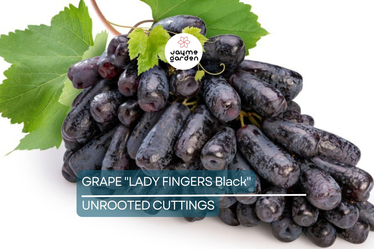 Ladyfingers Black Grape Cuttings | 3 Unrooted Vines | Organic Waxed Ends | Vitis vinifera ‘Ladyfingers Black’