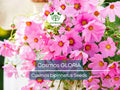 200 Seeds Cosmos GLORIA Flower Seeds – Vibrant Magenta Center, Tall 3-5 ft, Large Blooms, Non-GMO, Pollinator-Attracting, Easy to Grow