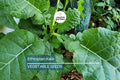 Ethiopian Kale Seeds – Heirloom Non-GMO Brassica carinata, Nutritious Leafy Green, Abyssinian Mustard, Vegetable Seeds, Free Shipping