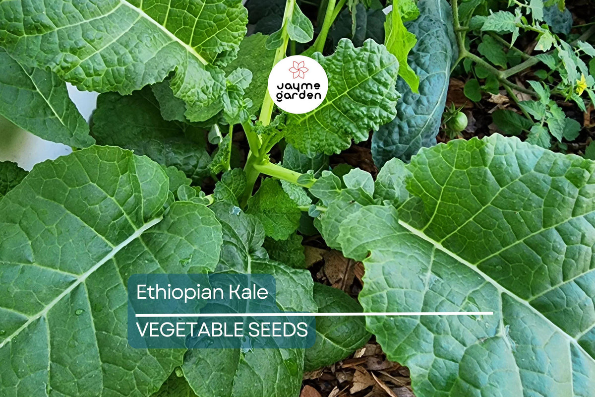 Ethiopian Kale Seeds – Heirloom Non-GMO Brassica carinata, Nutritious Leafy Green, Abyssinian Mustard, Vegetable Seeds, Free Shipping