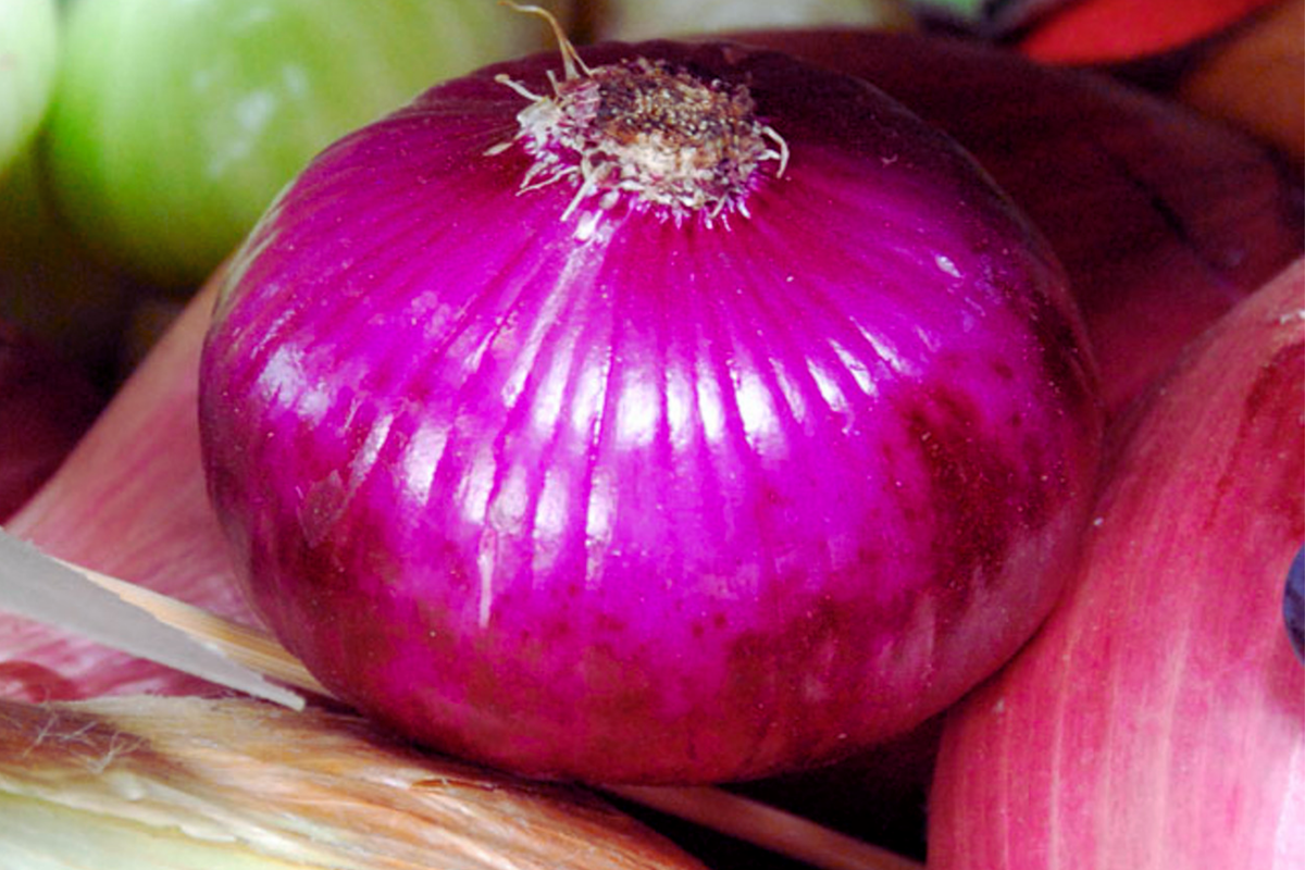 Flat Red Cipollini Onion Seeds - Italian Red Marble Variety, Allium cepa, Bulb-forming, Perfect for Home Gardens
