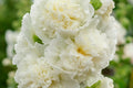 Chaters Double White Hollyhock Seeds - Alcea rosea, Fully Double White Blooms, 4-6 Feet Tall, Pollinator Attracting, USDA Zones 3-8