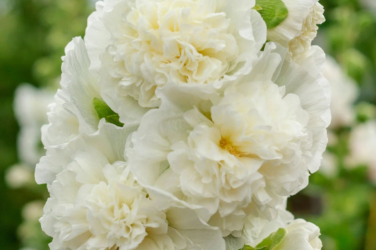 Chaters Double White Hollyhock Seeds - Alcea rosea, Fully Double White Blooms, 4-6 Feet Tall, Pollinator Attracting, USDA Zones 3-8