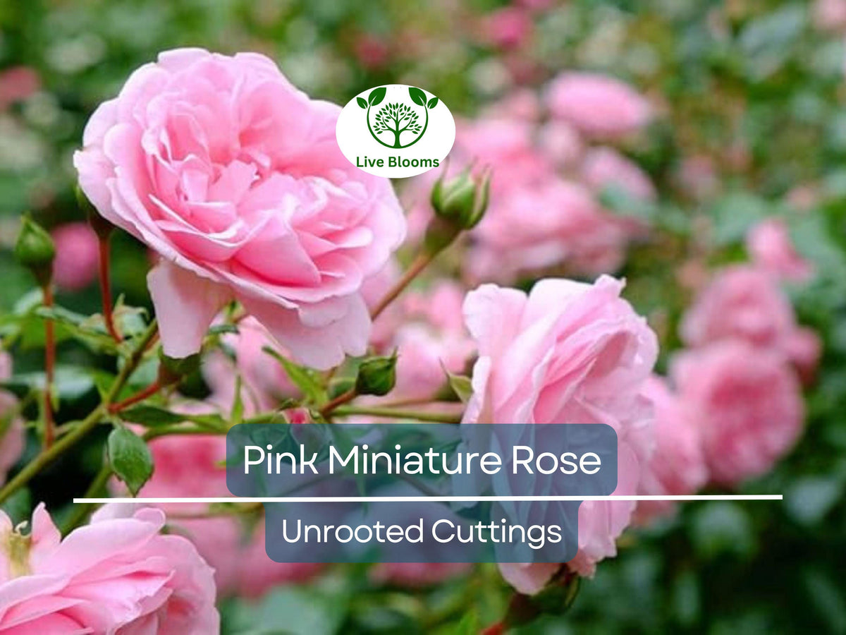 Organic Pink Miniature Rose Cuttings 6" Rosa 'Fairy' Unrooted Grafting & Rooting Plant for Garden & Containers