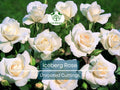Unrooted Rose Cuttings – Iceberg Rose Rosa 'Iceberg' White Blooms, Easy to Propagate, Garden, Landscape, Pollinator Friendly