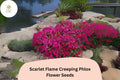 Scarlet Flame Creeping Phlox Seeds – Groundcover Perennial Flower Seeds, Phlox subulata, Scarlet Red, Low Maintenance, Drought Tolerant