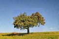 Gala Apple Tree Live Plant Bare Root 2ft Malus domestica 'Gala' Fruit Tree for Garden & Orchard
