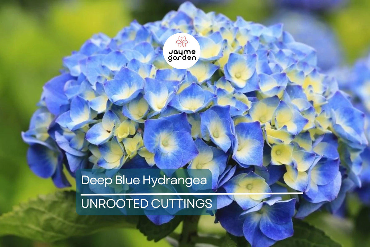 10 Fresh Deep Blue Hydrangea Cuttings | Unrooted Hydrangea macrophylla for Propagation & Gardening