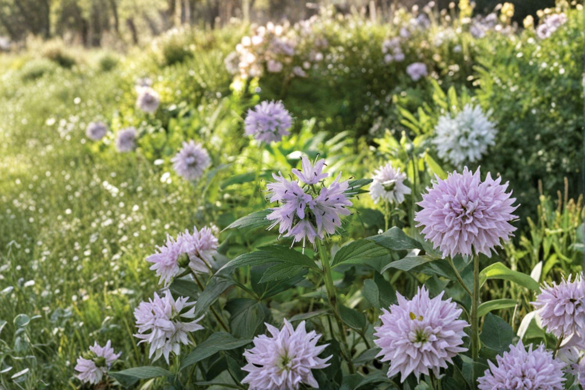 Virginia Waterleaf Seeds – Native Woodland Wildflower, Shade-Loving Perennial, Hydrophyllum virginianum, Groundcover, Spring Blooms