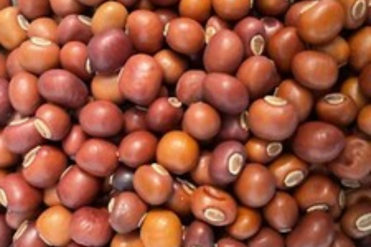 Winged Bean Seeds - Psophocarpus tetragonolobus - Edible Pods & Flowers - Tropical Legume Seeds for Garden Cultivation
